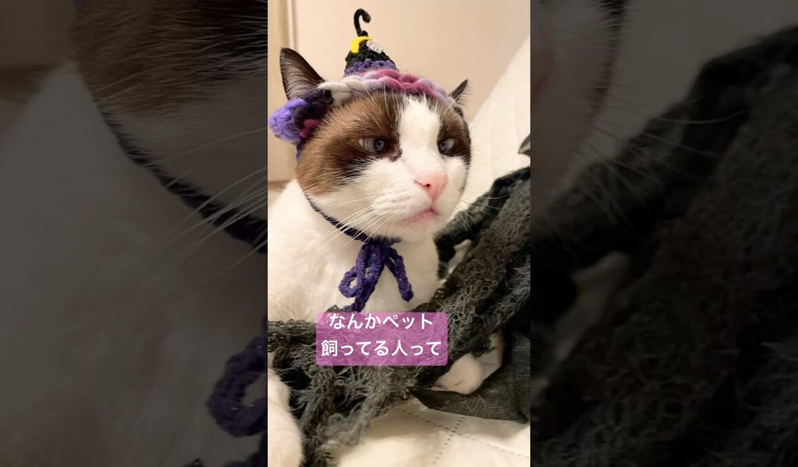 【スノーシュー猫】ペットあるある #shorts #猫のいる暮らし