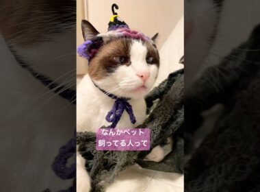 【スノーシュー猫】ペットあるある #shorts #猫のいる暮らし