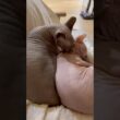 妹猫に優しい兄猫スルタン【スフィンクス】