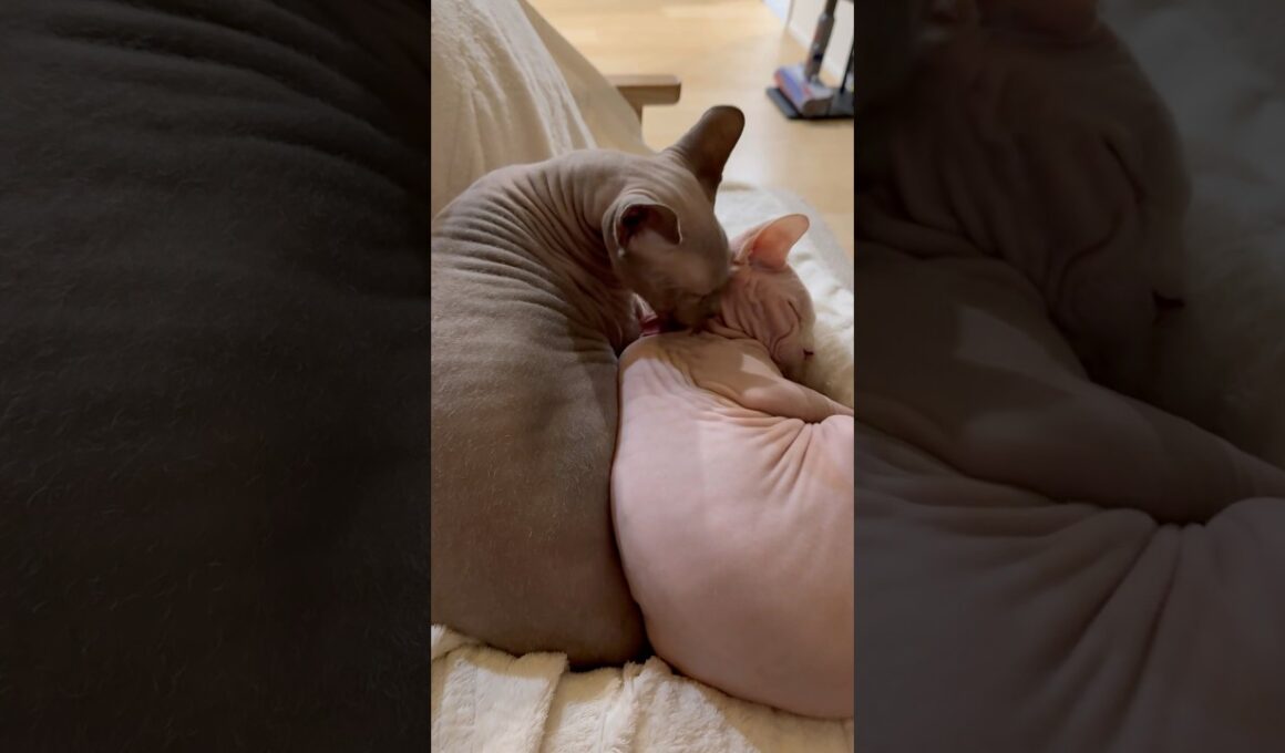 妹猫に優しい兄猫スルタン【スフィンクス】