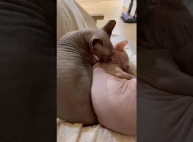 妹猫に優しい兄猫スルタン【スフィンクス】