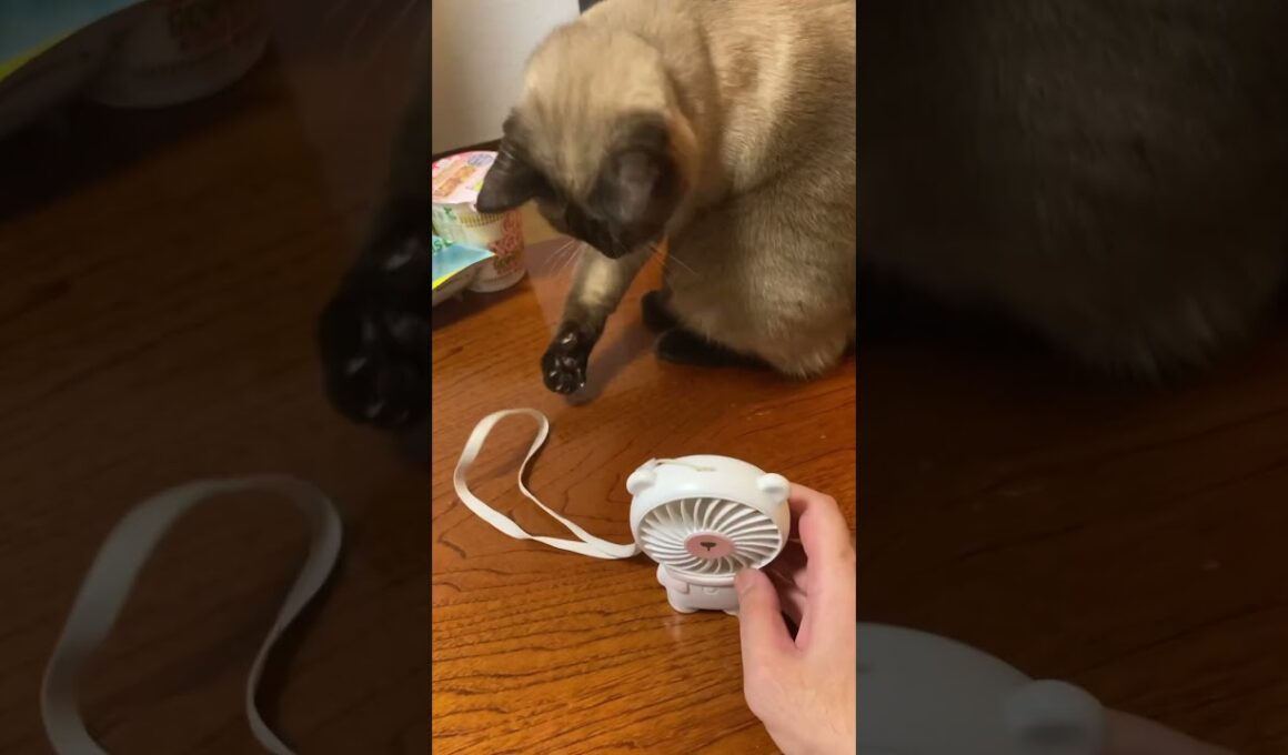 携帯扇風機 vs シャムねこ　#pet #shorts #siamese