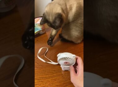 携帯扇風機 vs シャムねこ　#pet #shorts #siamese