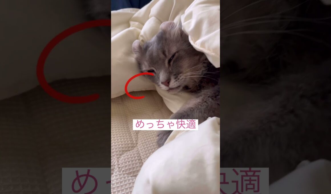 めっちゃ快適 #ねこ動画 #アメリカンカール #ねこ