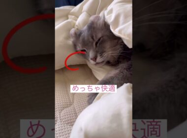 めっちゃ快適 #ねこ動画 #アメリカンカール #ねこ