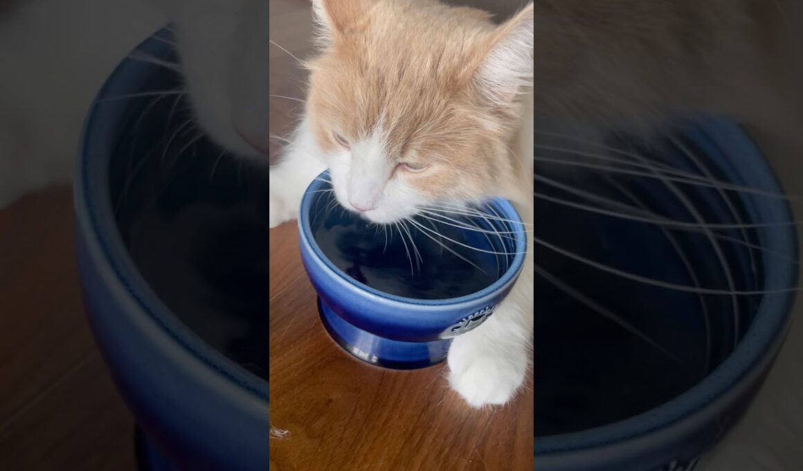 あご水がかわいい　#猫 #cat #ノルウェージャンフォレストキャット