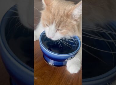 あご水がかわいい　#猫 #cat #ノルウェージャンフォレストキャット