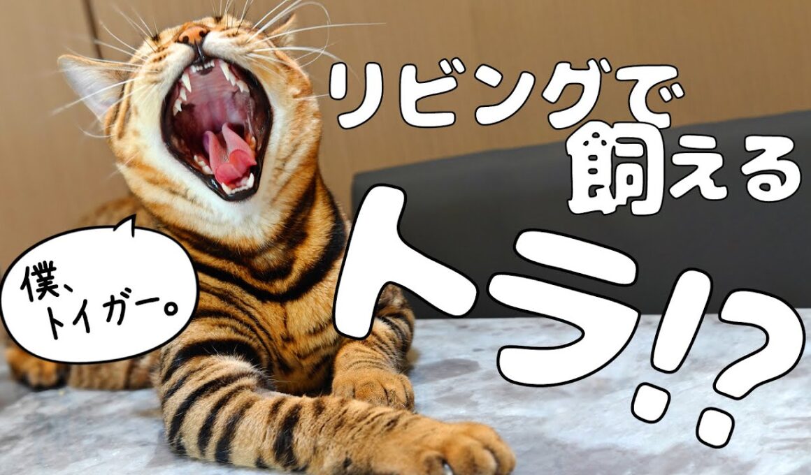リビングで飼えるトラ、トイガーについて｜トイガー&ラグドール