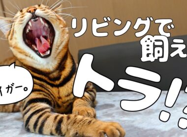 リビングで飼えるトラ、トイガーについて｜トイガー&ラグドール