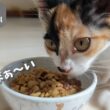 ガリガリだった子猫の手足が伸びはじめました【保護子猫】