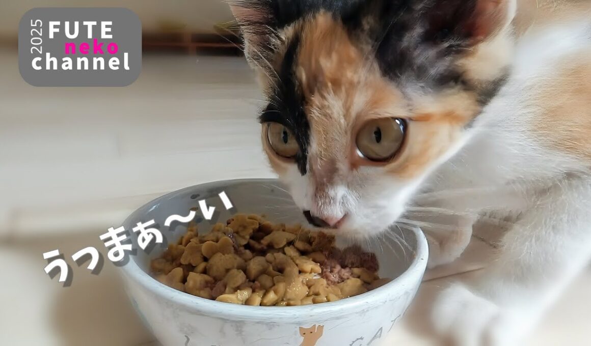 ガリガリだった子猫の手足が伸びはじめました【保護子猫】