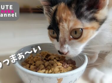 ガリガリだった子猫の手足が伸びはじめました【保護子猫】