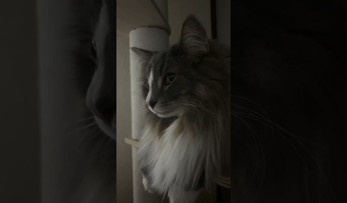 隣には…いけにゃんこ #ノルウェージャンフォレストキャット #猫のいる暮らし #cat #ねこ