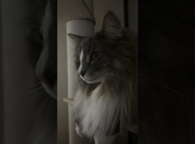 隣には…いけにゃんこ #ノルウェージャンフォレストキャット #猫のいる暮らし #cat #ねこ