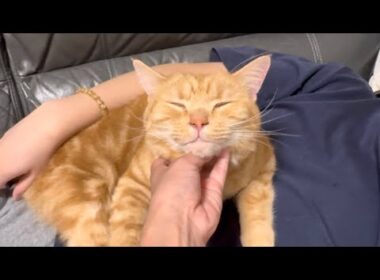 飼い主に撫でられて気持ちよさそうにする甘えん坊な愛猫が可愛すぎたw