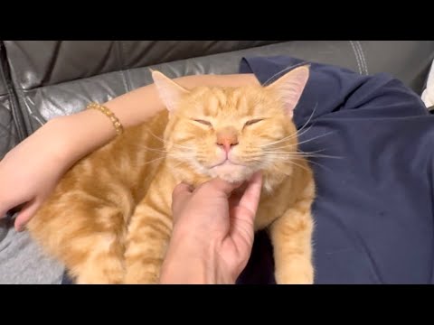 飼い主に撫でられて気持ちよさそうにする甘えん坊な愛猫が可愛すぎたw