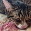 ほのぼの、布団で眠るキジシロのルル、シャムの子ネコ雫、黒猫の子ネコ黒夢。幸せな寝息