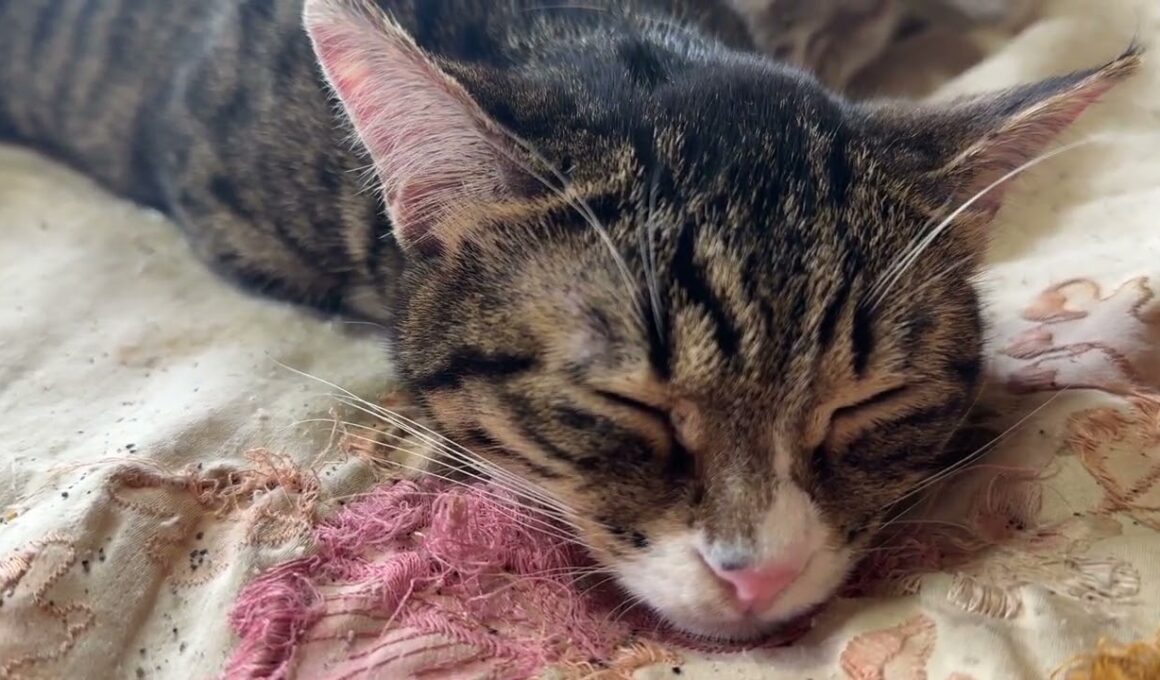 ほのぼの、布団で眠るキジシロのルル、シャムの子ネコ雫、黒猫の子ネコ黒夢。幸せな寝息