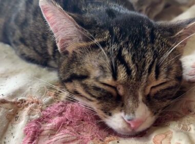 ほのぼの、布団で眠るキジシロのルル、シャムの子ネコ雫、黒猫の子ネコ黒夢。幸せな寝息