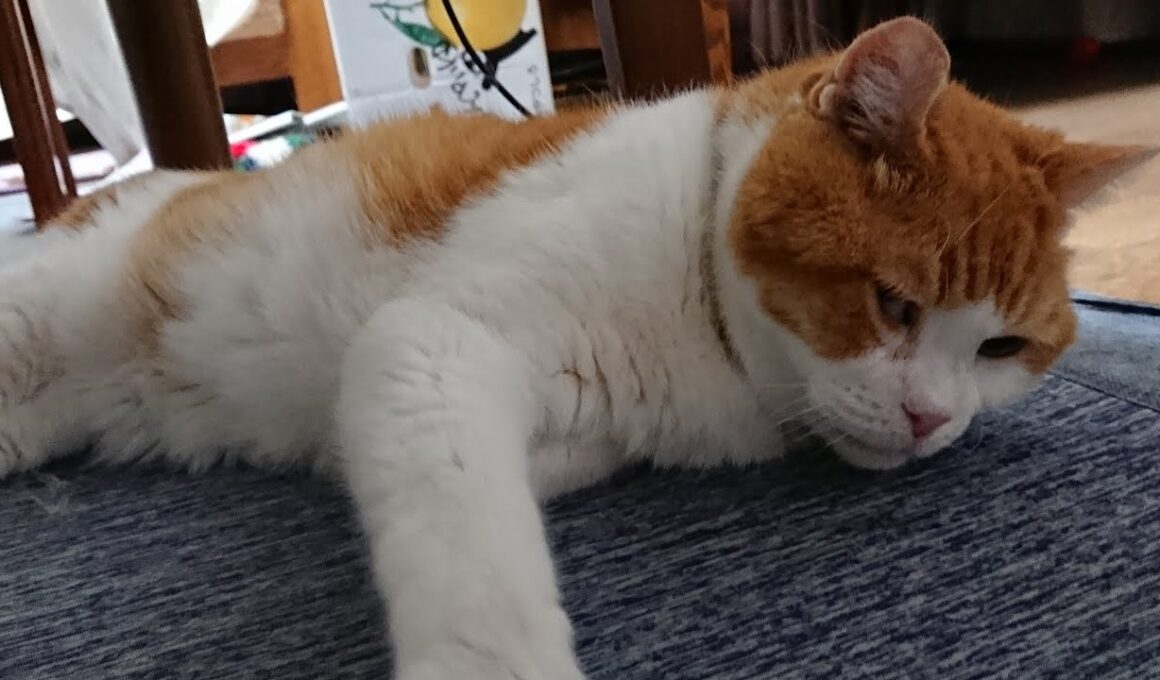 15歳のスコティッシュフォールドぽん太　＃高齢ねこ