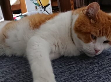 15歳のスコティッシュフォールドぽん太　＃高齢ねこ