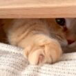 短足猫パンチを隙間から打ってくる猫が可愛い！