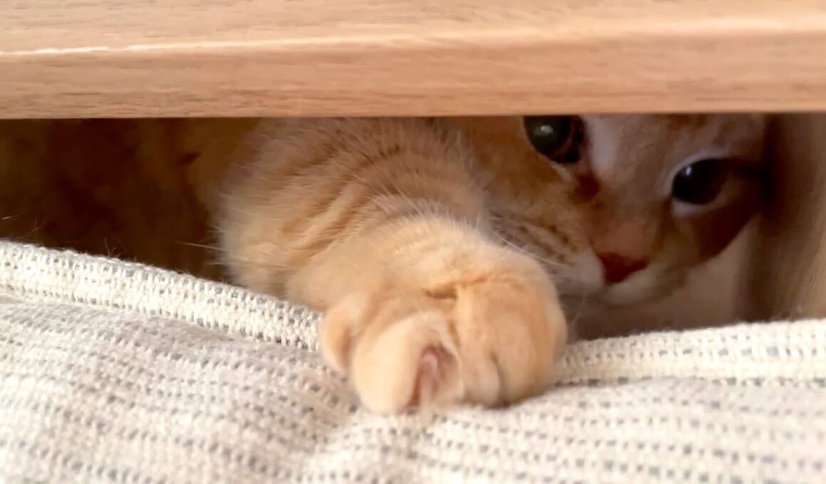 短足猫パンチを隙間から打ってくる猫が可愛い！