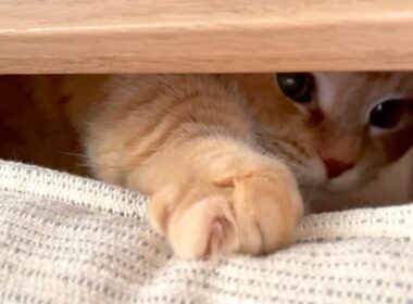 短足猫パンチを隙間から打ってくる猫が可愛い！