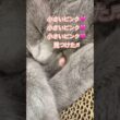 小さいピンク🩷 #猫 #ロシアンブルー #shorts