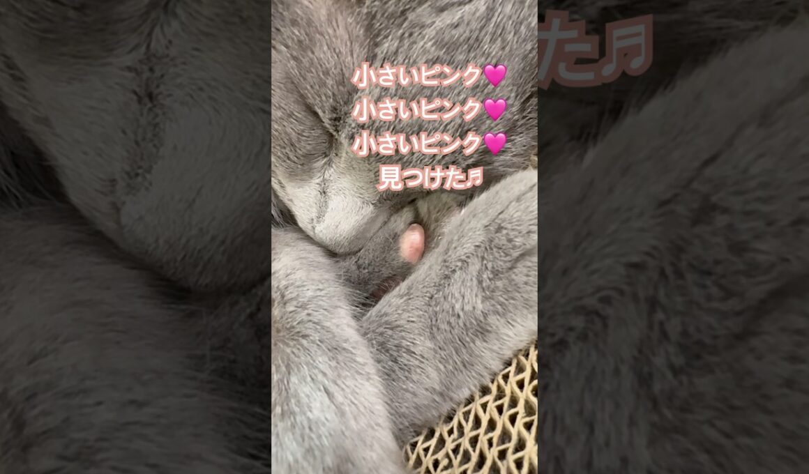 小さいピンク🩷 #猫 #ロシアンブルー #shorts