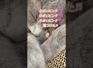 小さいピンク🩷 #猫 #ロシアンブルー #shorts