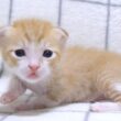 よちよち歩きの子猫が巨大な哺乳瓶でミルクを飲むのがカワイイ【赤ちゃん猫　保護猫】