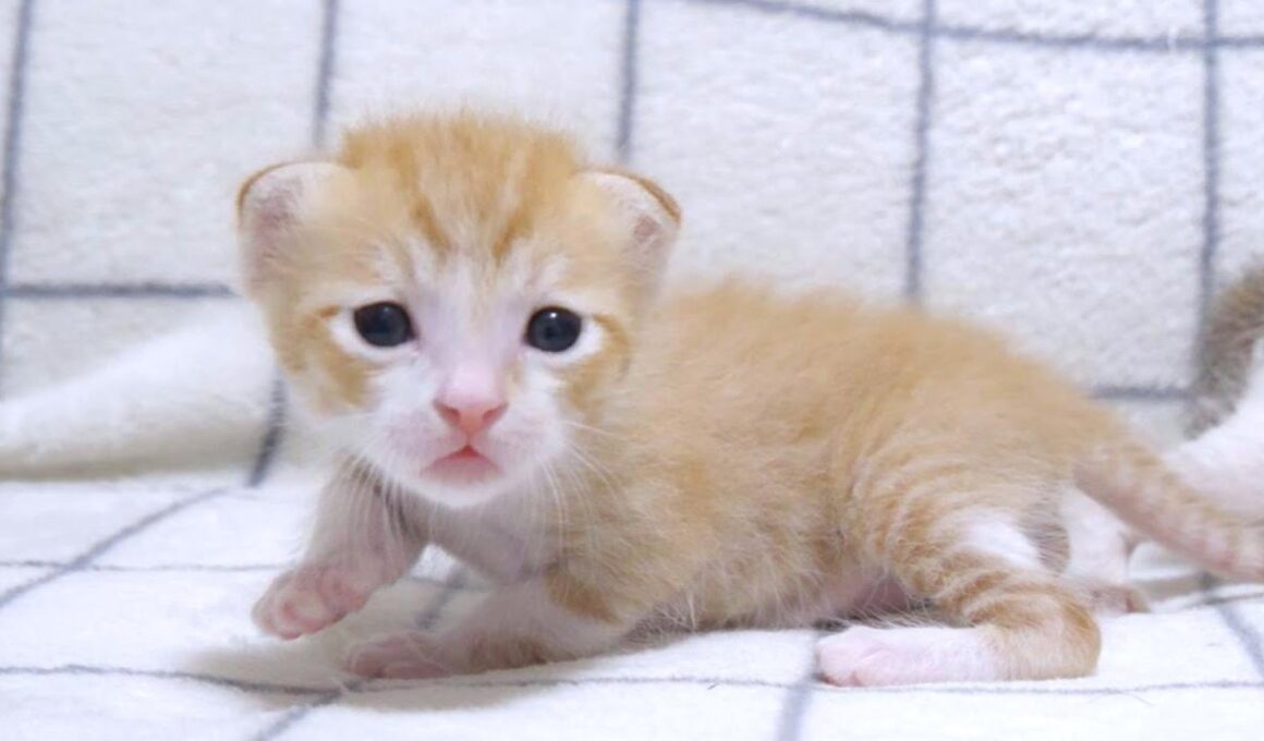 よちよち歩きの子猫が巨大な哺乳瓶でミルクを飲むのがカワイイ【赤ちゃん猫　保護猫】