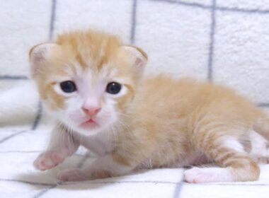 よちよち歩きの子猫が巨大な哺乳瓶でミルクを飲むのがカワイイ【赤ちゃん猫　保護猫】