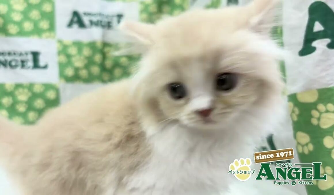 スコティッシュフォールド 2509129 【ペットショップエンゼル　子犬・子猫販売】