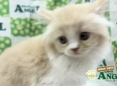 スコティッシュフォールド 2509129 【ペットショップエンゼル　子犬・子猫販売】