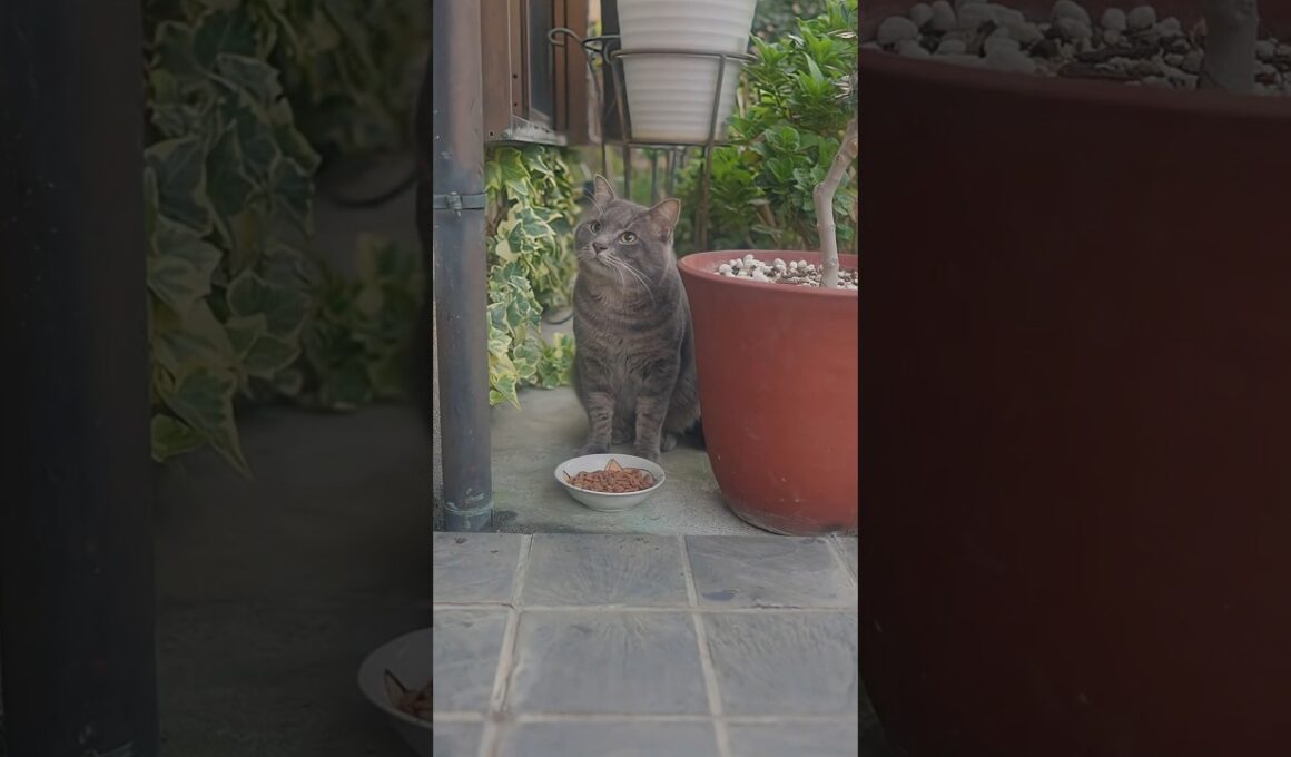 野良猫ニャンズ！全員集合！みんないっぱいご飯を食べてね！#熱海 #伊豆 #猫のいる暮らし #ジャパニーズボブテイル ♯野良猫  #保護猫 #散歩