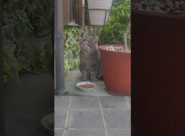 野良猫ニャンズ！全員集合！みんないっぱいご飯を食べてね！#熱海 #伊豆 #猫のいる暮らし #ジャパニーズボブテイル ♯野良猫  #保護猫 #散歩