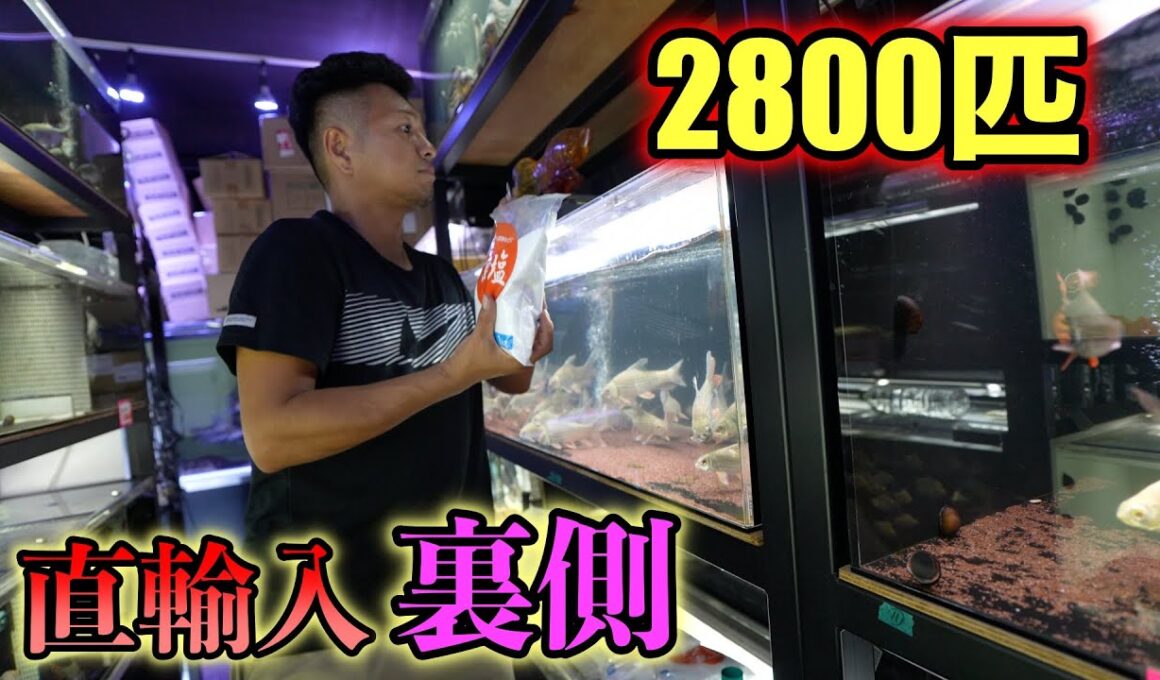 熱帯魚輸入の裏側　タイ便　メコンオオナマズ　フォーバータイガー　シャムタイガー　プラチナナマズなど　ベイサイドアクア