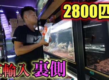 熱帯魚輸入の裏側　タイ便　メコンオオナマズ　フォーバータイガー　シャムタイガー　プラチナナマズなど　ベイサイドアクア