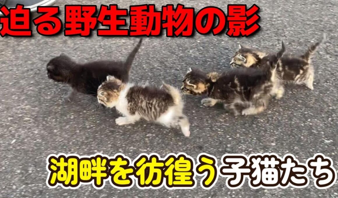 【緊急保護！】野生動物だらけの湖畔を彷徨う子猫たち