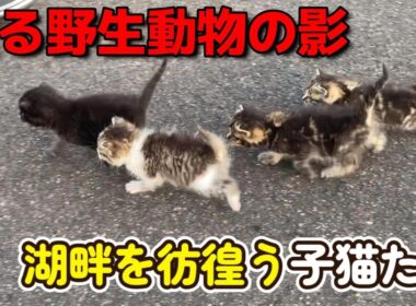 【緊急保護！】野生動物だらけの湖畔を彷徨う子猫たち