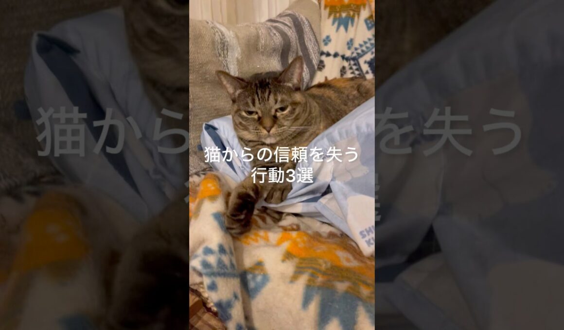 猫から信頼を失う行動3選