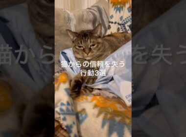 猫から信頼を失う行動3選