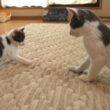 かかってこい！出会ったばかりの年上猫に何度も飛びかかる子猫