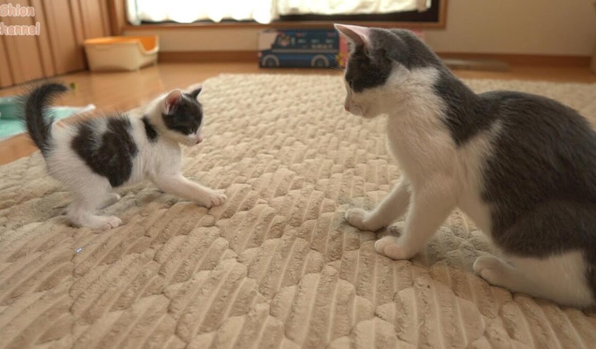 かかってこい！出会ったばかりの年上猫に何度も飛びかかる子猫
