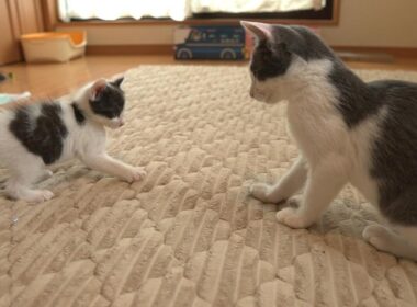 かかってこい！出会ったばかりの年上猫に何度も飛びかかる子猫