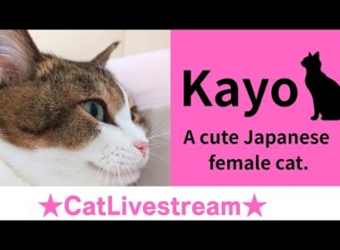 ★CatLivestream★120