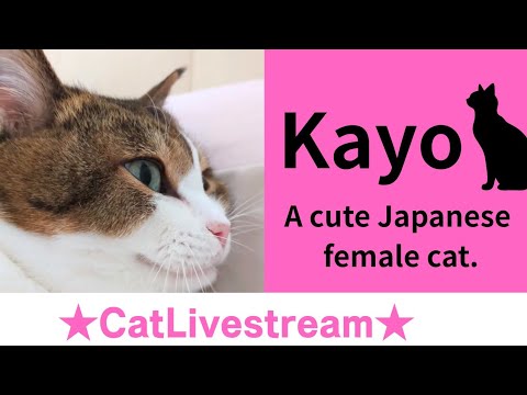★CatLivestream★120