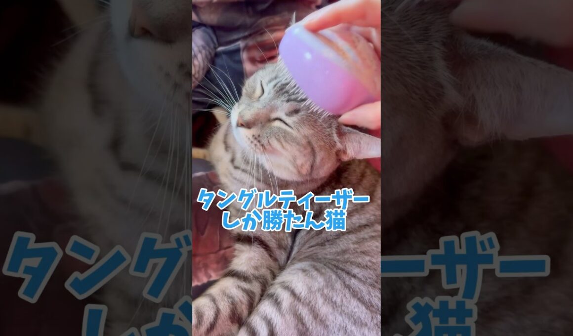 猫にオススメのブラシを見つけた‼タングルティーザーだ‼️【マンチカン】
